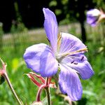 Geranium pratense Flors