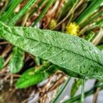 Lysimachia thyrsiflora पत्ता