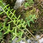 Sedum album Ліст