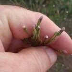 Symphyotrichum subulatumBlomma