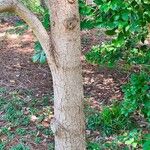 Pinus heldreichii Casca