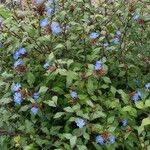 Ceratostigma willmottianum Blüte