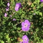 Geranium platypetalum Fisch. & C.A.Mey.Цветок