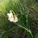 Lathyrus pannonicus Fiore