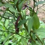 Symphyotrichum cordifolium Blad