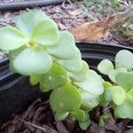 Portulacaria afra Flower