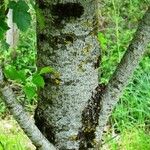 Sorbus torminalis 樹皮