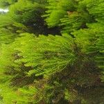 Erica azorica Fuelha