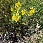 Trigonella esculenta Habit