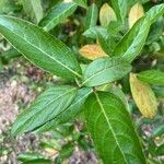 Viburnum nudum Leaf