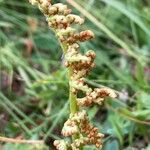 Botrychium lunaria 花