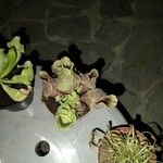Sarracenia purpurea 葉