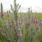 Sopubia lanata Flower