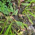 Persicaria minor Flor