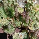 Sempervivum calcareum Fleur