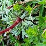 Saxifraga crustata 叶