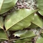 Erythrophleum suaveolens 葉
