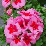 Pelargonium inquinans Кветка