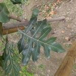 Stenocarpus sinuatus Levél