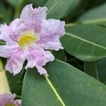 Tabebuia heterophylla Žiedas