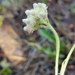 Antennaria plantaginifolia ফুল
