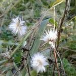 Chondrilla juncea Gyümölcs