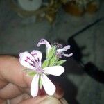 Pelargonium panduriforme Flor