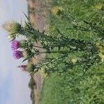 Cirsium mexicanum Leaf
