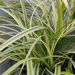 Carex morrowii पत्ता