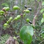 Jasminum didymum Fruchs