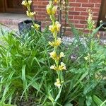 Sisyrinchium striatumFlor