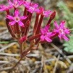 Pistorinia hispanica Flower