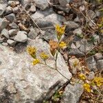 Bupleurum baldense Flower