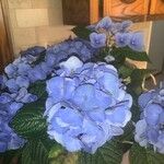 Hydrangea macrophyllaКветка