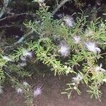 Calliandra brevipes Λουλούδι