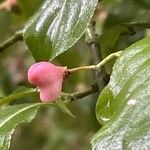 Euonymus oxyphyllus Plod