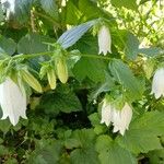 Campanula alliariifolia Elinympäristö