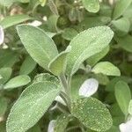 Salvia officinalis Fulla