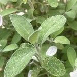 Salvia officinalis Yaprak