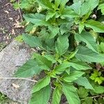 Physalis longifolia Leaf