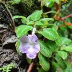 Episcia lilacina Virág