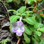 Episcia lilacina Цвят