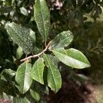 Ilex cassine Blatt