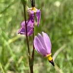 Primula pauciflora Квітка