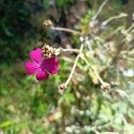 Lychnis coronata 花