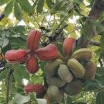 Sterculia foetida Fruit