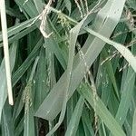 Panicum maximum Hoja