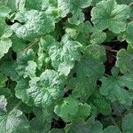 Tellima grandiflora Leaf