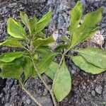 Pittosporum cherrieri Staniste