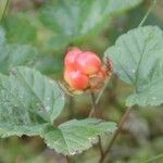 Rubus chamaemorus फल